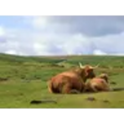 dartmoorCow