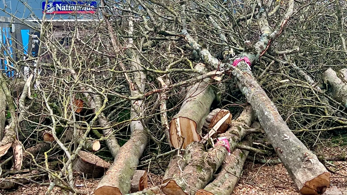 Armada Way Tree Felling Was Shameful and Wrong Plymouth Liberal Democrats